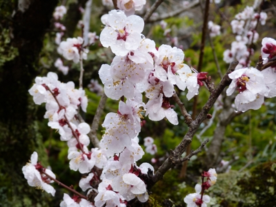 Sakura in Tsumago, Japan